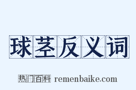球茎反义词是什么意思的图片